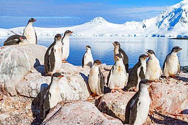 Gentoo penguin, Pygoscelis papua, creching chicks in Antarctica, Southern Ocean.