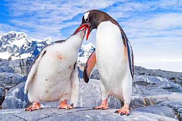 Gentoo penguin, Pygoscelis papua, adult feeding chick in Antarctica, Southern Ocean.