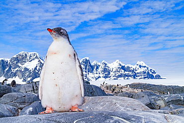 Gentoo penguin, Pygoscelis papua, lone chick waiting for adult to feed it in Antarctica, Southern Ocean.
