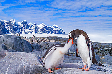 Gentoo penguin, Pygoscelis papua, adult feeding chick in Antarctica, Southern Ocean.