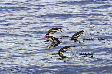 Adult gentoo penguins, Pygoscelis papua, porpoising in the ocean in Antarctica, Southern Ocean.