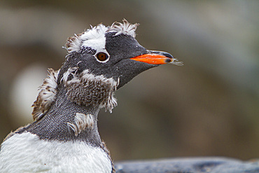 Gentoo penguin, Pygoscelis papua, molting its downy feathers in Antarctica, Southern Ocean.