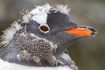 Gentoo penguin, Pygoscelis papua, molting its downy feathers in Antarctica, Southern Ocean.