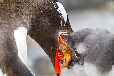 Adult gentoo penguin, Pygoscelis papua, feeding chick krill its downy feathers in Antarctica, Southern Ocean.