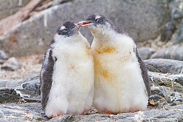 Gentoo penguin, Pygoscelis papua, chicks squabbling at the nest site in Antarctica, Southern Ocean.