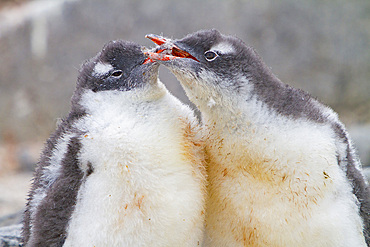 Gentoo penguin, Pygoscelis papua, chicks squabbling at the nest site in Antarctica, Southern Ocean.