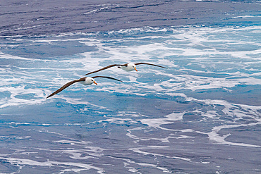 Adult black-browed albatross, Thalassarche melanophrys, on the wing in the Drake Passage near Antarctica.
