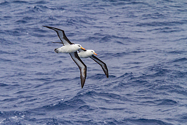 Adult black-browed albatross, Thalassarche melanophrys, on the wing in the Drake Passage near Antarctica.