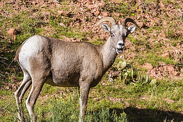 Adult desert bighorn sheep (Ovis canadensis), Zion National Park, Utah, United States of America, North America 