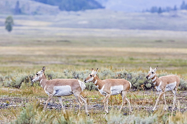 Pronghorn antelope (Antilocapra americana) in Lamar Valley, Yellowstone National Park, UNESCO World Heritage Site, Wyoming, United States of America, North America 