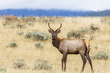 Bull elk (Cervus canadensis) with antlers in velvet, Yellowstone National Park, UNESCO World Heritage Site, Wyoming, United States of America, North America 