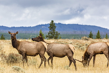 Elk herd (Cervus canadensis) grazing in Yellowstone National Park, UNESCO World Heritage Site, Wyoming, United States of America, North America 