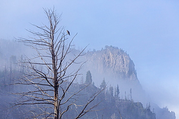 Osprey (Pandion haliaetus) along the Madison River, Yellowstone National Park, UNESCO World Heritage Site, Wyoming, United States of America, North America 