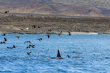 A small pod of four or five killer whales (Orcinus orca) feeding amongst frigatebirds between Fernandina and Isabela Islands, Galapagos Islands, UNESCO World Heritage Site, Ecuador, South America 