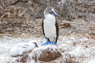 Blue-footed booby (Sula nebouxii) adult with chick on North Seymour Island, Galapagos Islands, UNESCO World Heritage Site, Ecuador, South America 