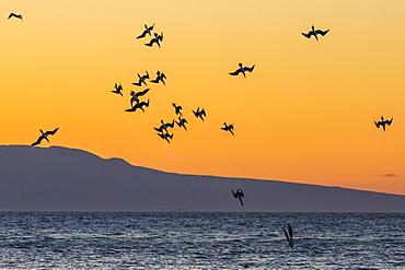 Blue-footed boobies (Sula nebouxii) plunge-diving for small fish at sunset off Rabida Island, Galapagos Islands, UNESCO World Heritage Site, Ecuador, South America