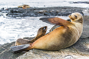 Galapagos sea lion (Zalophus wollebaeki) pup nursing in Puerto Egas, Santiago Island, Galapagos Islands, UNESCCO World Heritage Site, Ecuador, South America 