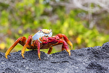 Sally lightfoot crab (Grapsus grapsus) in the intertidal zone, Urbina Bay, Isabela Island, Galapagos Islands, Ecuador, South America