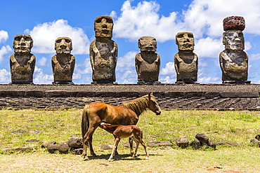 Mare nursing foal at the 15 moai restored ceremonial site of Ahu Tongariki on Easter Island (Isla de Pascua) (Rapa Nui), UNESCO World Heritage Site, Chile, South America