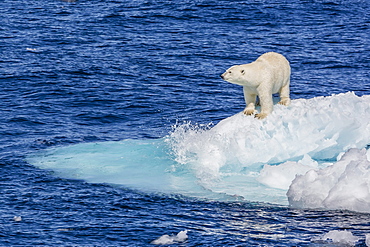 Adult polar bear (Ursus maritimus) on small ice floe, Cumberland Peninsula, Baffin Island, Nunavut, Canada, North America