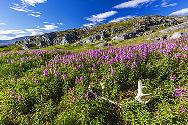 Dwarf fireweed (River Beauty willowherb) (Chamerion latifolium), with caribou antlers in Hebron, Labrador, Canada, North America