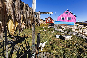 Fish drying on racks in the town of Ilulissat, Greenland, Polar Regions