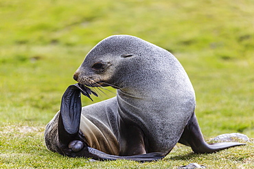 Antarctic fur seal (Arctocephalus gazella) female ready to give birth, Stromness Harbor, South Georgia, UK Overseas Protectorate, Polar Regions