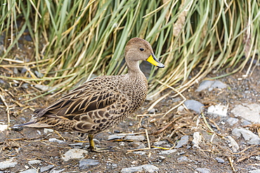 Adult South Georgia pintail (Anas georgica georgica), Prion Island, South Georgia, UK Overseas Protectorate, Polar Regions