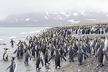 King penguins (Aptenodytes patagonicus) at breeding and nesting colony at Salisbury Plain, South Georgia, UK Overseas Protectorate, Polar Regions