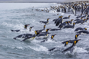 King penguins (Aptenodytes patagonicus) returning from sea at Salisbury Plain, South Georgia, UK Overseas Protectorate, Polar Regions