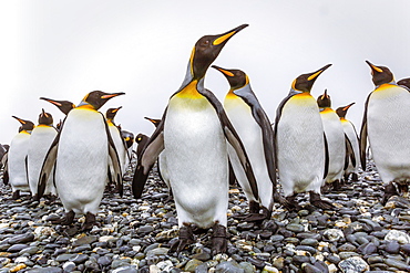 King penguins (Aptenodytes patagonicus) at breeding and nesting colony at Salisbury Plain, South Georgia, UK Overseas Protectorate, Polar Regions