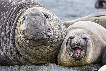 Southern elephant seal (Mirounga leonina) bull next to female, Right Whale Bay, South Georgia, UK Overseas Protectorate, Polar Regions