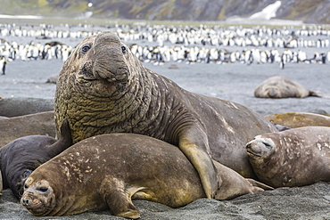 Southern elephant seal (Mirounga leonina), beachmaster bull with female harem, Right Whale Bay, South Georgia, UK Overseas Protectorate, Polar Regions