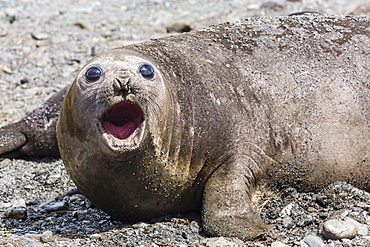 Southern elephant seal (Mirounga leonina) adult female calling, Prion Island, South Georgia, UK Overseas Protectorate, Polar Regions