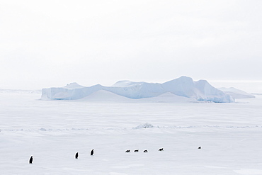 Emperor Penguins (Aptenodytes forsteri) marching across sea ice on Snow Hill Island, Weddell Sea, Antarctica, Polar Regions