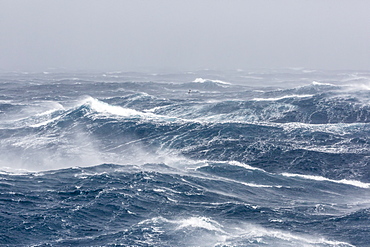 Gale force westerly winds build large waves in the Drake Passage, Antarctica, Polar Regions