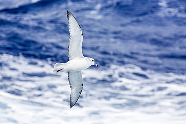 Adult Southern fulma (Fulmarus glacialoides) in flight at Coronation Island, South Orkney Islands, Antarctica, Polar Regions