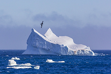 Cape petrel flying over iceberg near Coronation Island, South Orkney Islands, Antarctica, Polar Regions