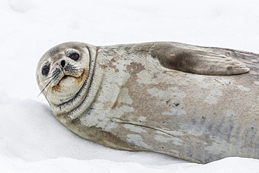 Weddell seal (Leptonychotes weddellii) resting on ice at Half Moon Island, South Shetland Island Group, Antarctica, Polar Regions