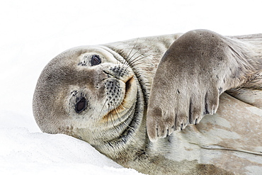 Weddell seal (Leptonychotes weddellii) resting on ice at Half Moon Island, South Shetland Island Group, Antarctica, Polar Regions