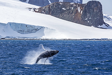 Humpback whale (Megaptera novaeangliae) breaching, Gerlache Strait, Antarctica, Polar Regions