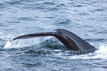 Humpback whale (Megaptera novaeangliae), flukes-up dive, English Strait, South Shetland Islands, Antarctica, Polar Regions