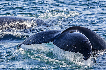 Humpback whale (Megaptera novaeangliae) flukes-up dive in Dallmann Bay, Antarctica, Polar Regions