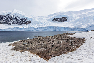 Gentoo penguin (Pygoscelis papua) breeding and nesting colony at Neko Harbour, Antarctica, Polar Regions