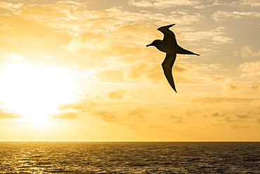 Adult light-mantled sooty albatross (Phoebetria palpebrata) in flight in the Drake Passage, Antarctica, Polar Regions