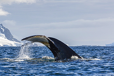 Adult humpback whale (Megaptera novaeangliae), flukes-up dive in Orne Harbor, Antarctica, Polar Regions