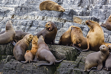 South American sea lions (Otaria flavescens) in breeding colony hauled out on small islets just outside Ushuaia, Beagle Channel, Argentina, South America