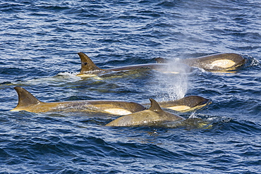 Orchas, Gerlache Strait, Antarctica, Polar Regions