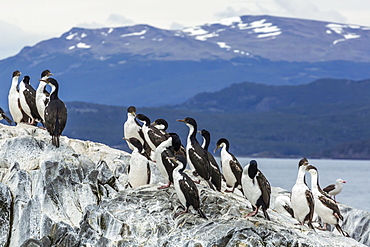 Adult Imperial shags (Phalacrocorax atriceps) at breeding colony on small islets just outside Ushuaia, Beagle Channel, Argentina, South America