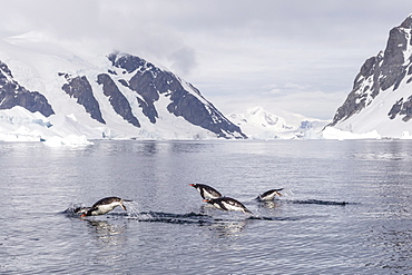 Adult gentoo penguins (Pygoscelis papua) porpoising, Danco Island, Antarctica, Polar Regions